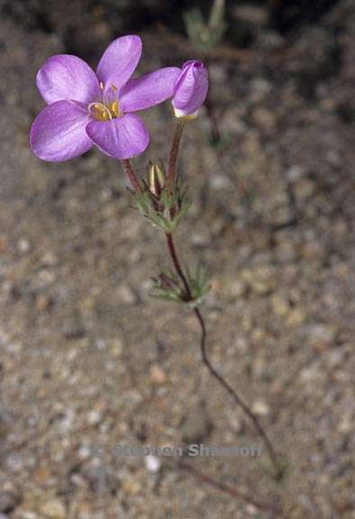 leptosiphon ciliatus 4 graphic